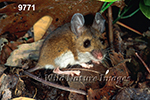 Peromyscus-leucopus